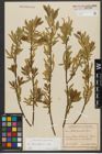 Foto von Salix triandra subsp. triandra L.